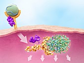 LDL and receptor degradation with PCSK9