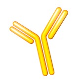 Antibody,illustration
