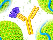 PCSK9 and inhibitor,illustration