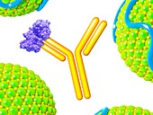 PCSK9 and inhibitor,illustration