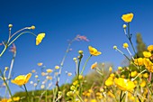 Buttercups flowering