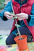 A woman potting on a broad bean plant