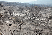 Fire damage in a nature reserve
