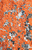 Orange lichen on sandstone