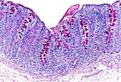 Large intestine,light micrograph
