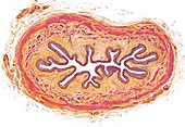 Esophagus,light micrograph