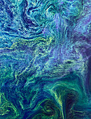 Cyanobacteria bloom,satellite image