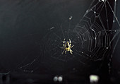 Spider and web woven in zero gravity