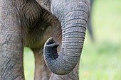 African Elephant trunk detail
