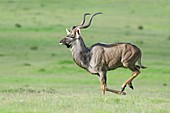 Kudu bull running across open veld