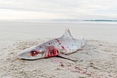 Smooth Hound Shark caught by line fisher