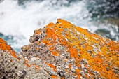 Lichen on a rock near St Just