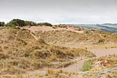 A dune restoration project