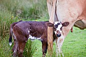 A cow with a new born calf