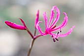 Nerine humilis flower