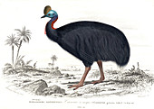 Cassowary,19th Century illustration