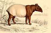 Indian tapir,19th Century illustration