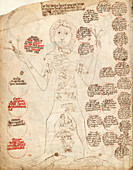 Zodiac Man,15th century