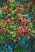 Goldenrain tree (Koelreuteria paniculata)