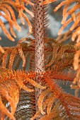 Norfolk Island pine (A. heterophylla)