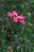 Scarlett rosemallow (Hibiscus coccineus)