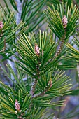 Lace-bark pine (Pinus bungeana)