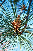 Loblolly pine (Pinus taeda)