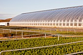 Geothermally heated greenhouses