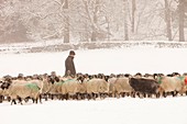 Farmer feeding sheep in winter
