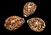 Tiger Cowrie