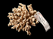 Stylophora coral