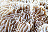 Knobby brain coral