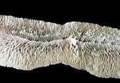 Mushroom coral