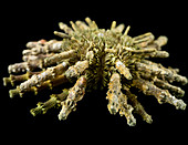 Prionocidaris verticillata,sea urchin