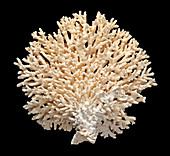 Acropora millepora coral