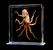 Hapalochlaena sp.,Blue-ringed octopus