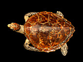 Chelonia mydas,Green sea turtle