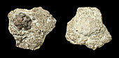 Halysites sp.,Silurian coral fossil