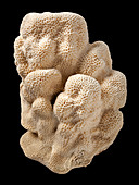 Coeloseris mayeri,Tombstone coral