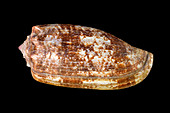 Conus geographus,Geography cone