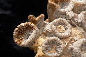 Thecosmilia,Jurassic fossil coral