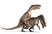 Monolophosaurus dinosaurs mating