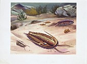Trilobites,illustration