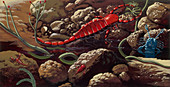 Prehistoric crustaceans,illustration