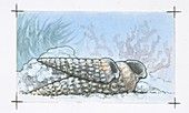 Prehistoric sea snails,illustration