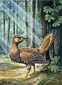 Prehistoric bird,illustration