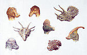 Dinosaur heads compared,illustration