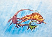 Marine dinosaurs,illustration
