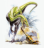 Compsognathus dinosaur,illustration