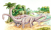 Diplodocus dinosaurs,illustration